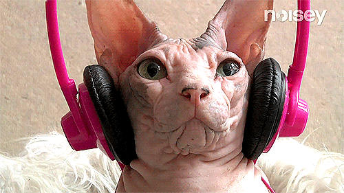 Funny Cat GIF • Sphynx cat listen to music with pink headphones When the beat drops out