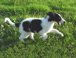 Borzoi Cute Dog Picture