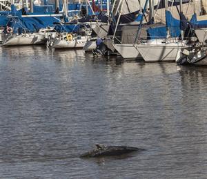 FUERTES CRUCES POR LA DESAPARICIÓN DE LA BALLENA DE PUERTO MADERO.