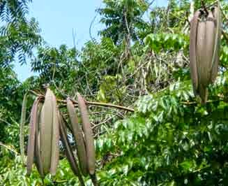 Image result for oroxylum indicum plant