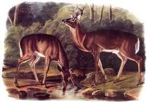 ANIMALS ,صور حيوانات, جميلة رسم,صور حيوانات رسم, Animals Wallpapers, Beautiful And Amazing Animals, صور 
