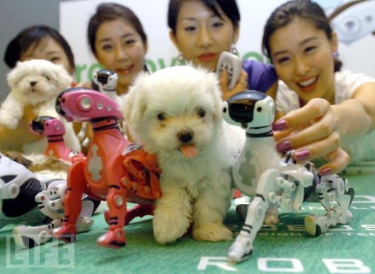 Pictures Gallery: Cool Robotic Animals