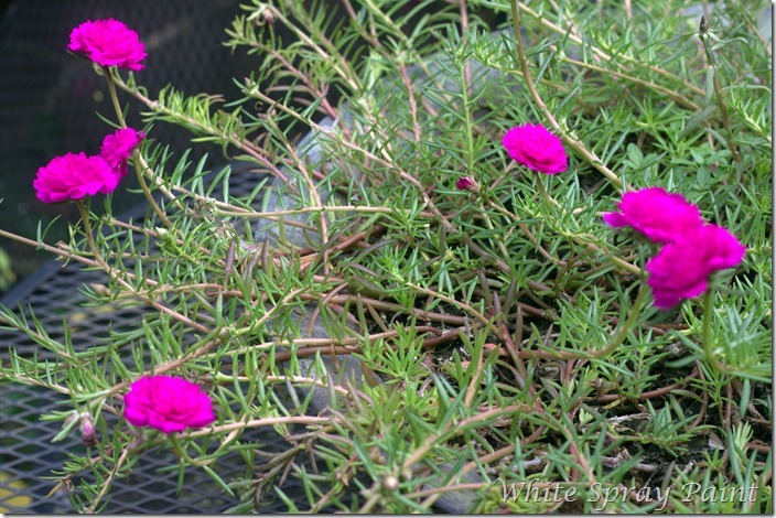 Portulaca