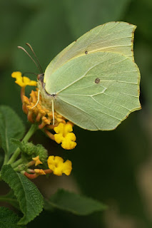 Gonepteryx rhamni - Papillon Citron