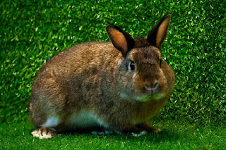 gambar kelinci Satin