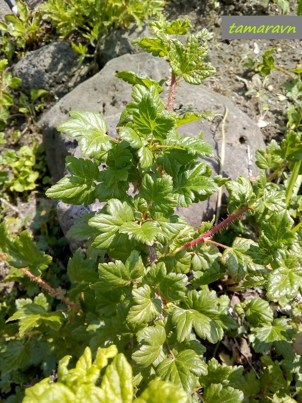 Крыжовник буреинский (Grossularia burejensis)