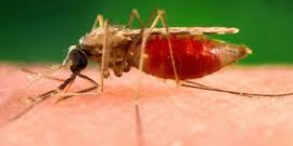 Dengue Fever: The tiger mosquito is spreading