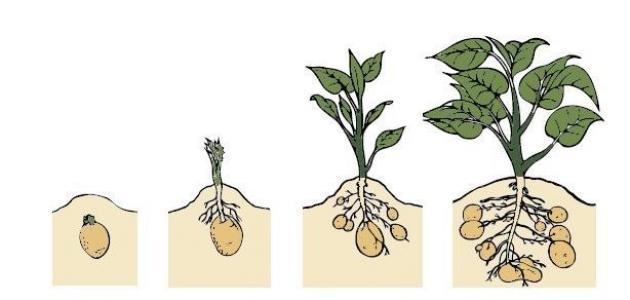  مراحل نمو النبتة
