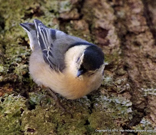 White-breasted Nuthatch, 12/02/10 Broadmoor