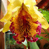 Cattleya Dowiana Aurea