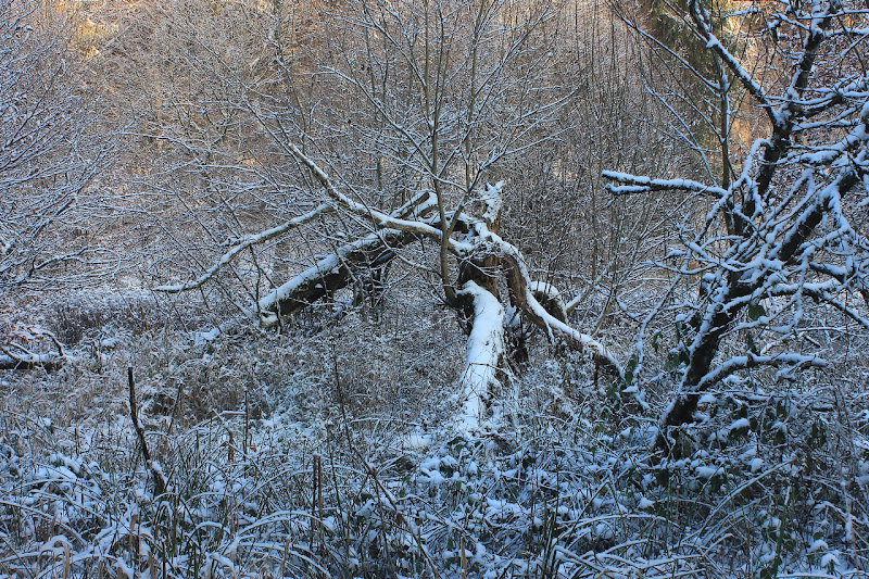 arbre mort