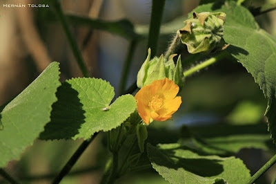 Malvavisco Abutilon grandifolium