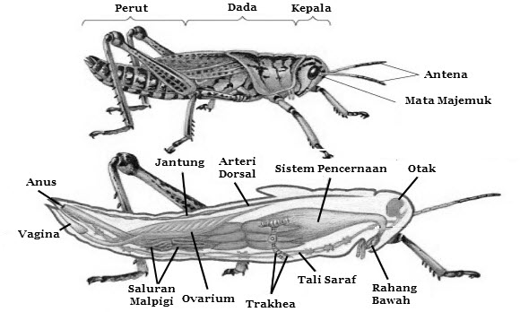 Struktur dan Fungsi Tubuh Arthropoda Mikirbae com