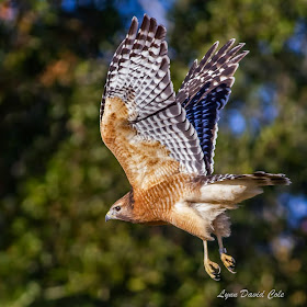 Bald Eagle's Attack