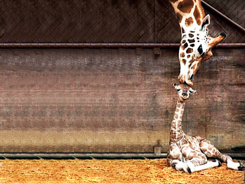 cute baby Giraffe kiss