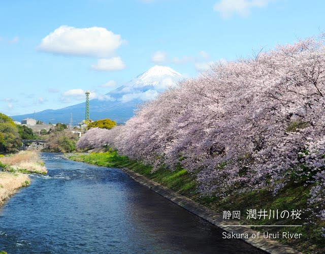 潤井川の桜