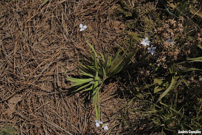 flor de canchalagua