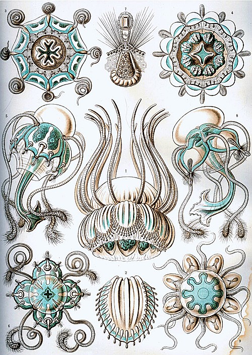 Рисунок Эрнста Геккеля - Trachylina (Narcomedusae)