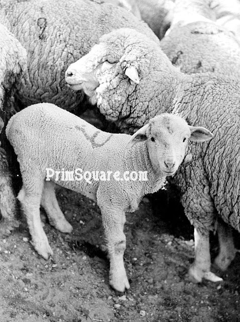 Spring Sheep Vintage Photo