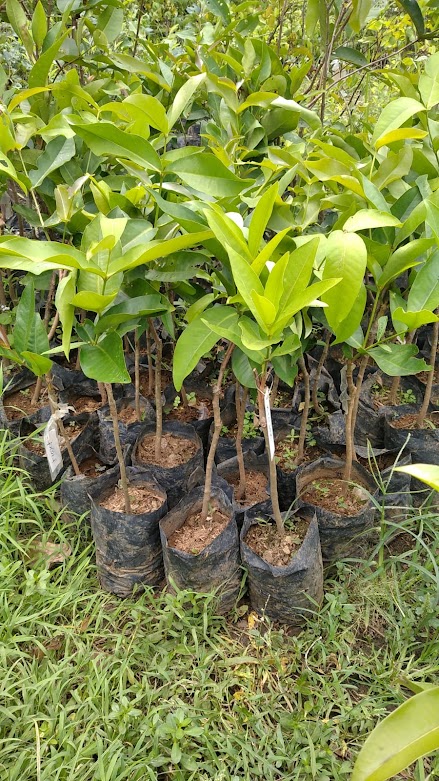 jual bibit pohon jambu kiojok yang baik banten Banten