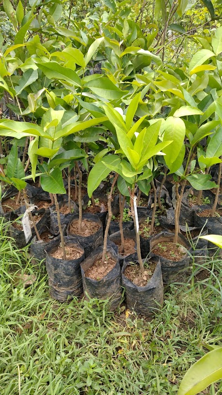 jual pohon bibit jambu kiojok yang bagus jawa barat Sumatra Utara