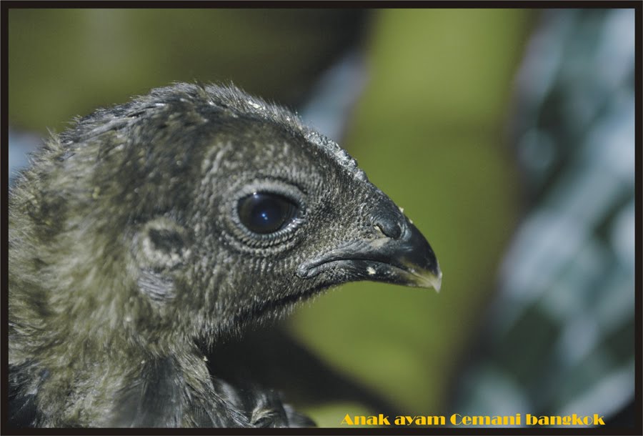 Anak Ayam Cemani