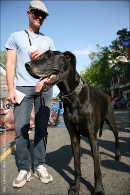 Giant Dogs Seen On www.coolpicturegallery.net