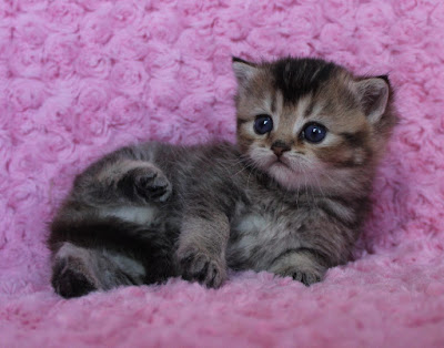 BKH Katzenbaby golden tabby