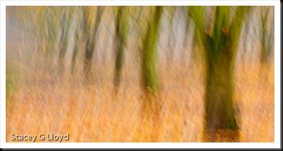 Blog_20101116_1