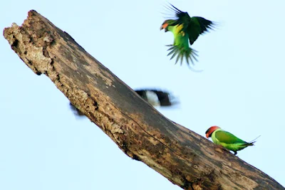 Long-tailed Parakeet (Psittacula longicauda)Mating at Temerloh Malaysia