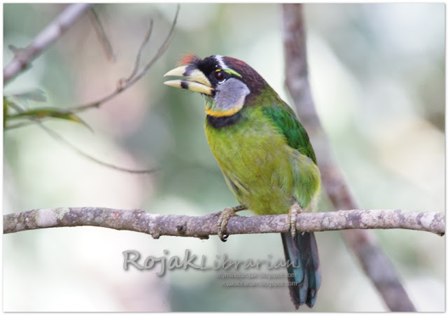 Fire-tufted Barbet