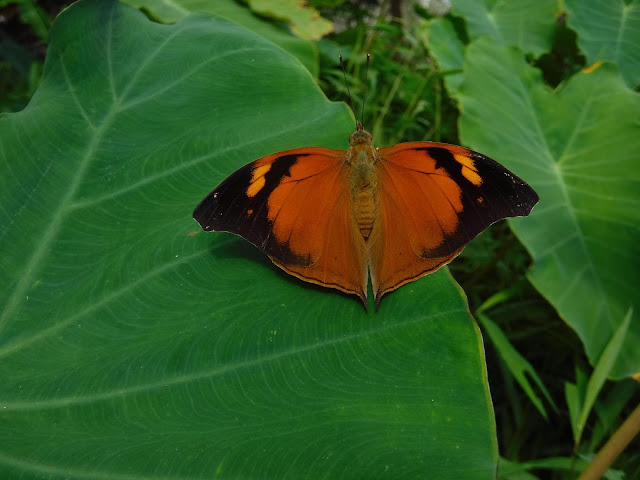 Thailand butterfly