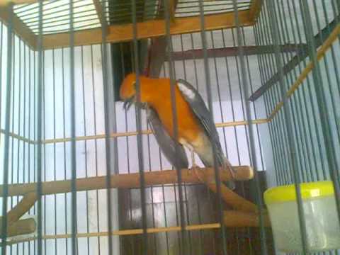 bisnis: jual burung