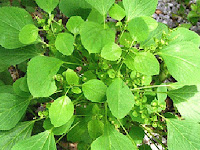 Health Benefits of Plants
