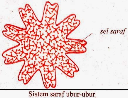  Sistem  Saraf  Pada Hewan  Vertebrata dan Avertebrata 