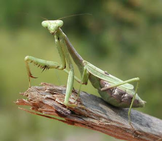 Praying+Mantis+ Serangga Yang Insting Membunuhnya Kuat