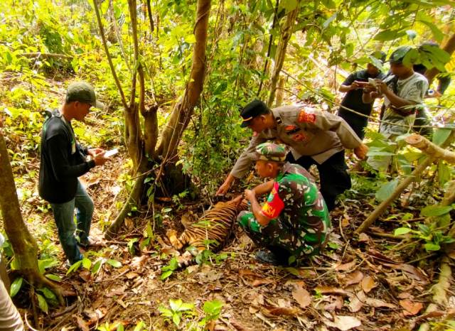 Polres Aceh Timur Selidiki Kematian Anak Harimau di Peunaron
