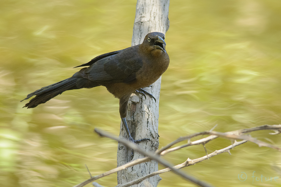 Suur-händturpial, Quiscalus mexicanus, Great-tailed Grackle, turpial