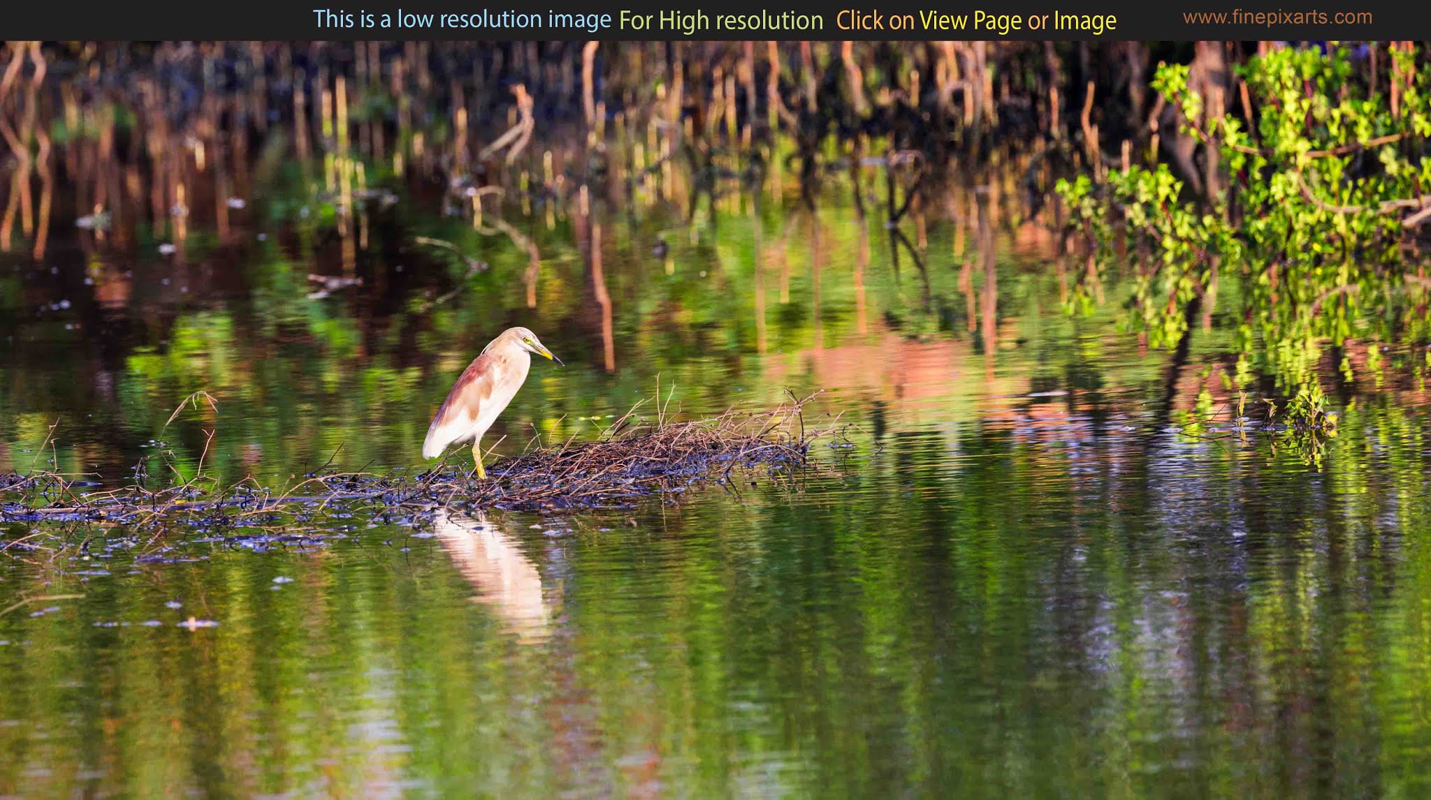 Indian Pond Heron Bird 00001