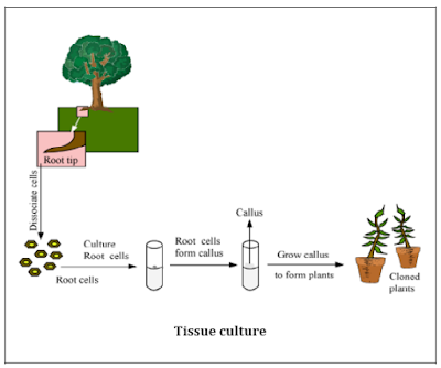 CONCEPT OF HOW DO ORGANISMS REPRODUCE