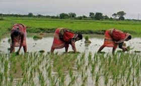 बिहार किसान पंजीकरण |आवेदन |2020 Bihar kisan panjikaran