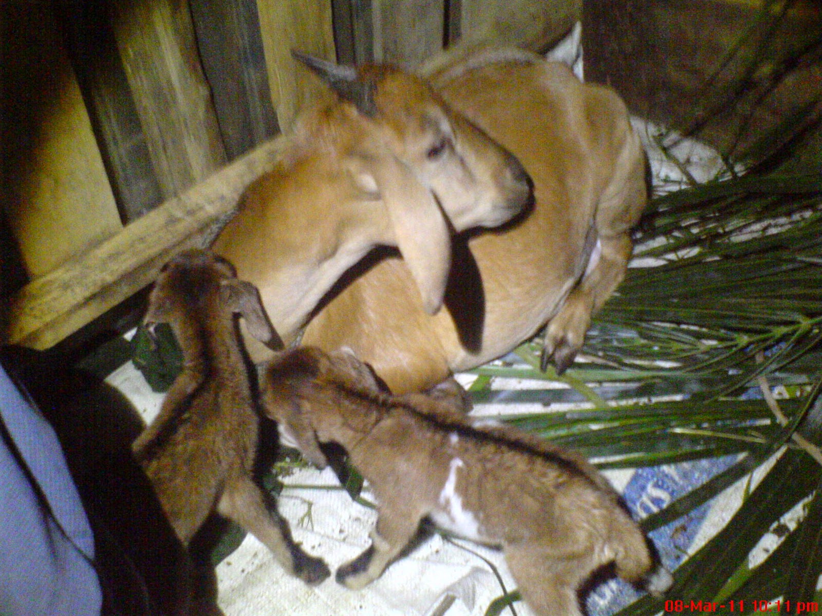 Ternakan Kambing di Kampung Muda Jaya, Pagoh: kambing 