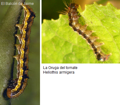 Plusia, Oruga cigarrera, Oruga de la col, Oruga de librea, Oruga de zurrón, Oruga del clavel, Gusanos verdes, Lagarta de la encina