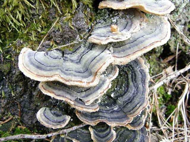 Trametes versicolor