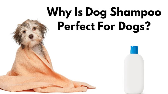 Why Is Dog Shampoo Perfect For Dogs