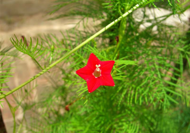 Cypress Vines Flowers Pictures