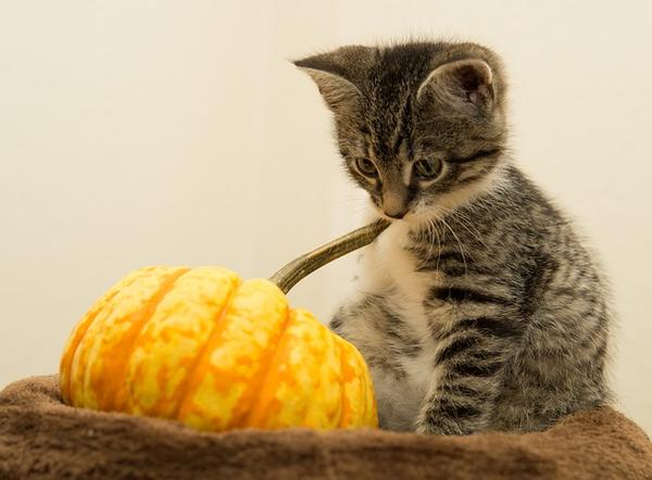 Halloween Kitten and Gourd