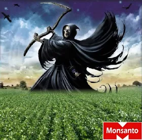 Resultado de imagen de el algodón transgénico de Monsanto