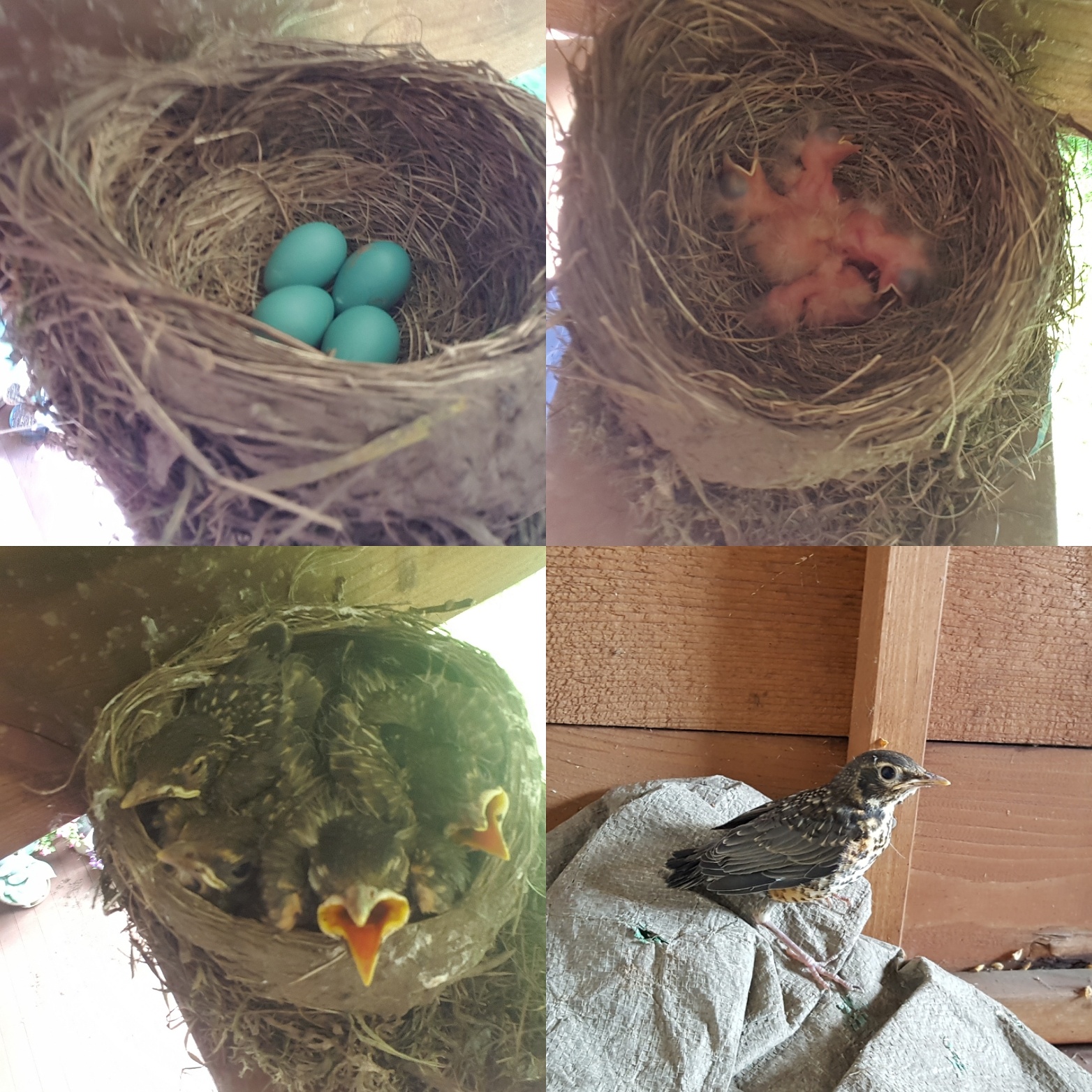 Robin Eggs