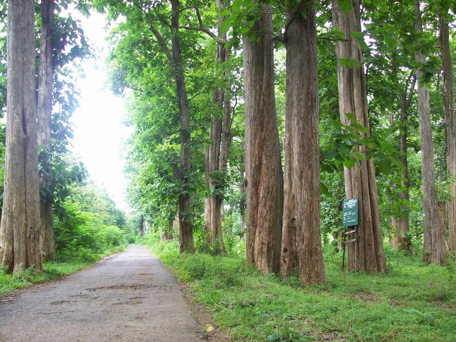 Gambar Pohon Jati Gambar Pemandangan